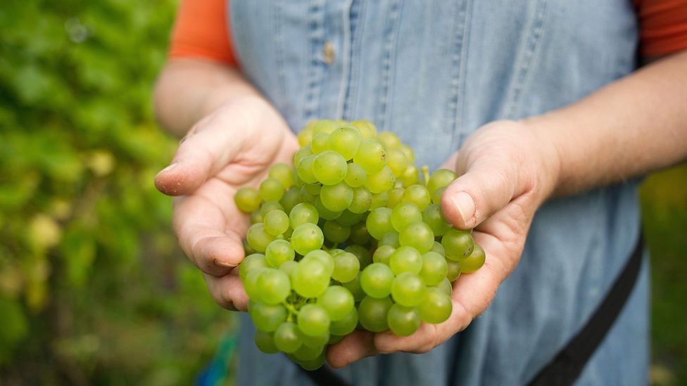 Since science discovered photosynthesis, we have known that grapes are made from more than the ground – they also come from sunshine, air and water (Credit: Getty Images) Since science discovered photosynthesis, we have known that grapes are made from more than the ground – they also come from sunshine, air and water (Credit: Getty Images)