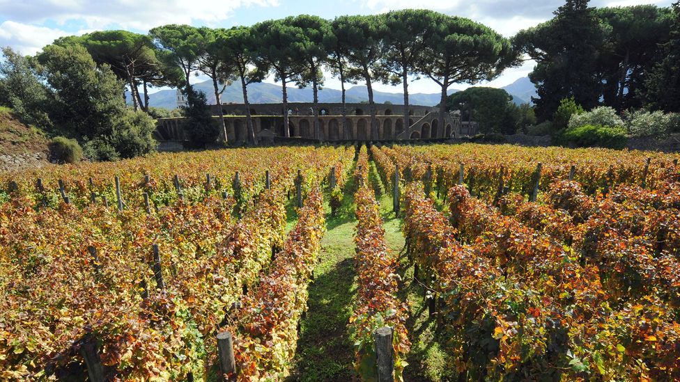 The volcanic soil of vineyards like this one, just outside of Pompeii, is said to impart flavour to the wine (Credit: Getty Images) The volcanic soil of vineyards like this one, just outside of Pompeii, is said to impart flavour to the wine (Credit: Getty Images)