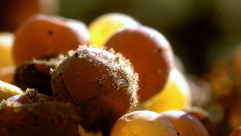 Organisms may play a bigger role than soil; the mould Botrytis, for example, is crucial for sweet wines like Sauternes (Credit: Getty Images) Organisms may play a bigger role than soil; the mould Botrytis, for example, is crucial for sweet wines like Sauternes (Credit: Getty Images)