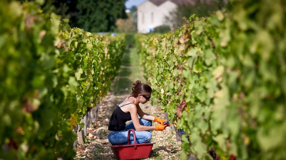 Even if natural geology affected a wine’s flavour, most vineyards are artificially manipulated so much that this link may not be justified (Credit: Alamy) Even if natural geology affected a wine’s flavour, most vineyards are artificially manipulated so much that this link may not be justified (Credit: Alamy)
