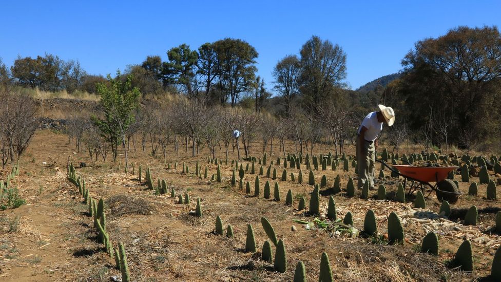 The people of Milpa Alta live as they have done for centuries, employing traditional farming techniques to cultivate their crops (Credit: Megan Frye)