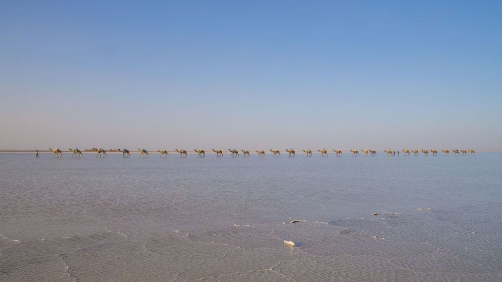 Trains of camels and donkeys can still be seen carrying up to 120kg of salt each