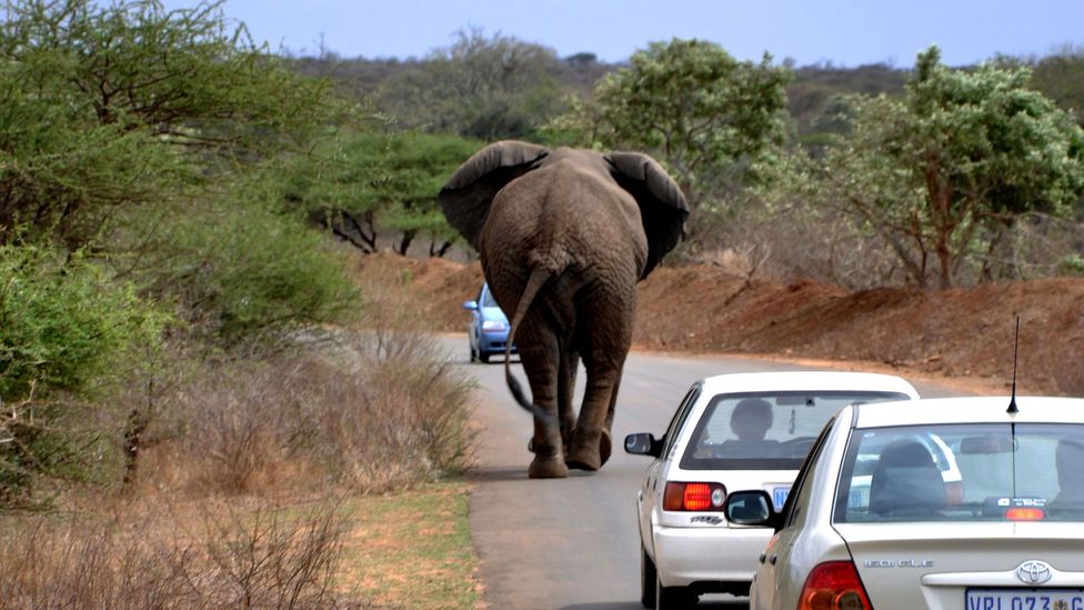 Albu says she got her first taste of African adventure in Botswana when an elephant nearly came to blows with her car (Credit: Richard Bradley/Alamy)