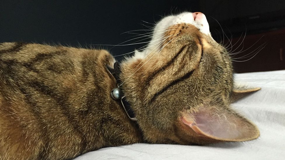 Cat Archie sleeping (Credit: Marjan Debevere)