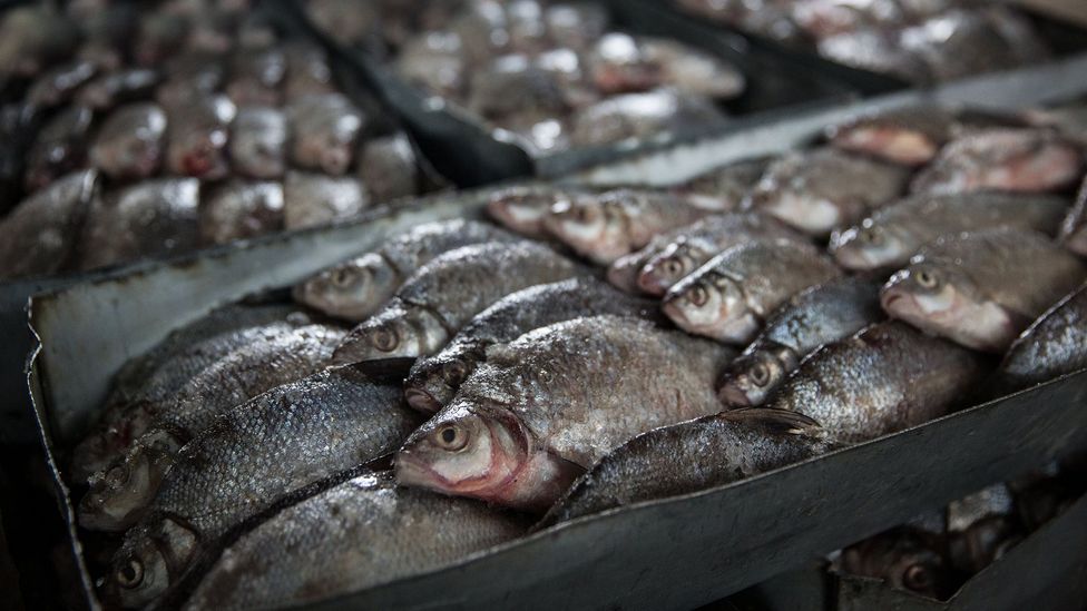 Now, local fishermen in Aralsk can sometimes bring in about £110 worth of fish in a single catch (Credit: Taylor Weidman)