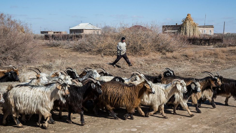 Rehabilitation of the South Aral Sea has been complicated by farmers' need of water for irrigation (Credit: Taylor Weidman)