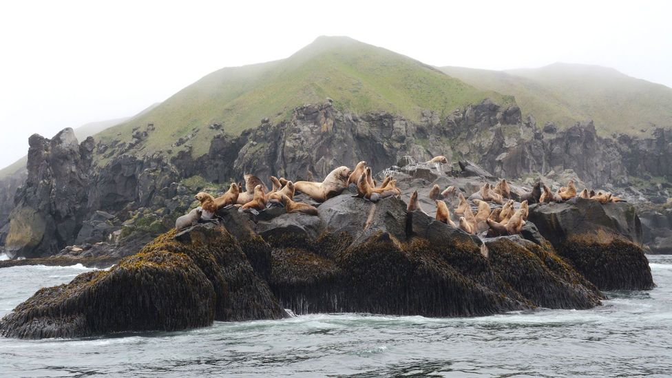 Unalaska’s waters house one of the largest concentrations of marine mammals in the world