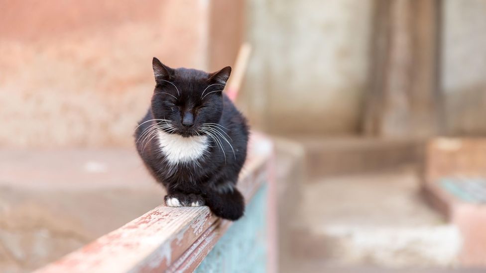 Cats will often purr on their own - it's believed it promotes bones and tissue growth (Credit: Alamy)