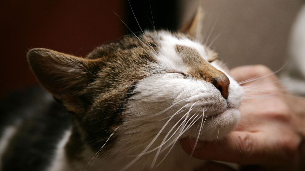 The purr from a happy cat may also be of benefit to human health (Credit: Alamy)