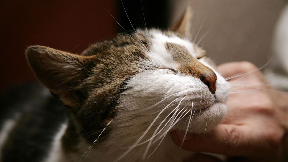 The Complicated Truth About A Cat S Purr Bbc Future