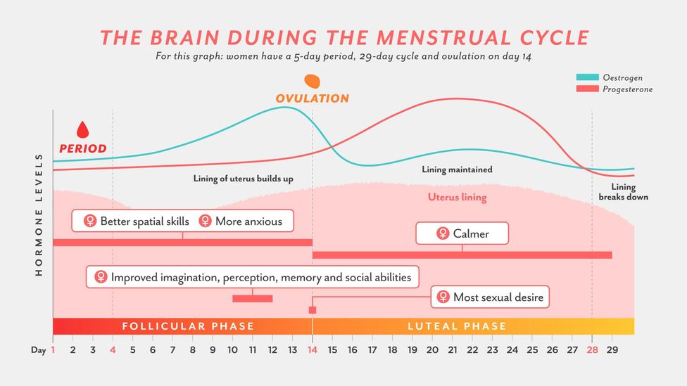 How The Menstrual Cycle Changes Womens Brains For Better Bbc Future