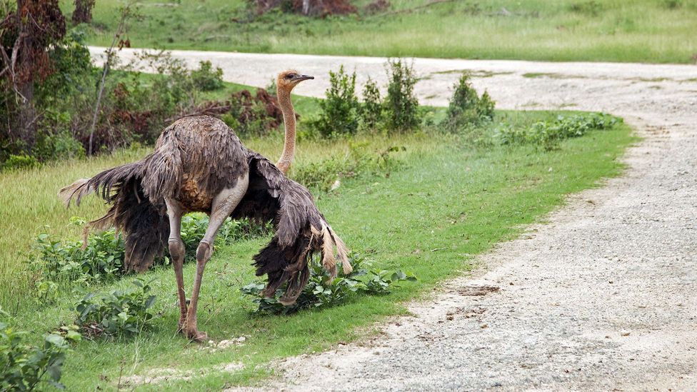 The first animal Lake spotted on her tour of Cayo Saetía was an ostrich (Credit: Arterra Picture Library/Alamy)