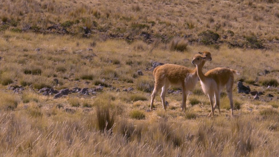 Ambient Vicunas 1920 P