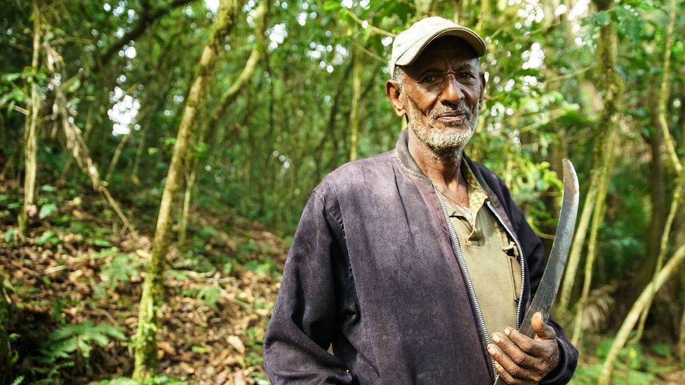 Father of the coffee forest (Credit: Thomas Lewton)