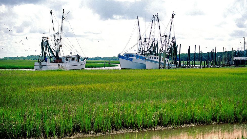 The Gullah Geechee Corridor’s isolated geography created insulated coastal and island communities (Credit: David Lyons/Alamy) The Gullah Geechee Corridor’s isolated geography created insulated coastal and island communities (Credit: David Lyons/Alamy)
