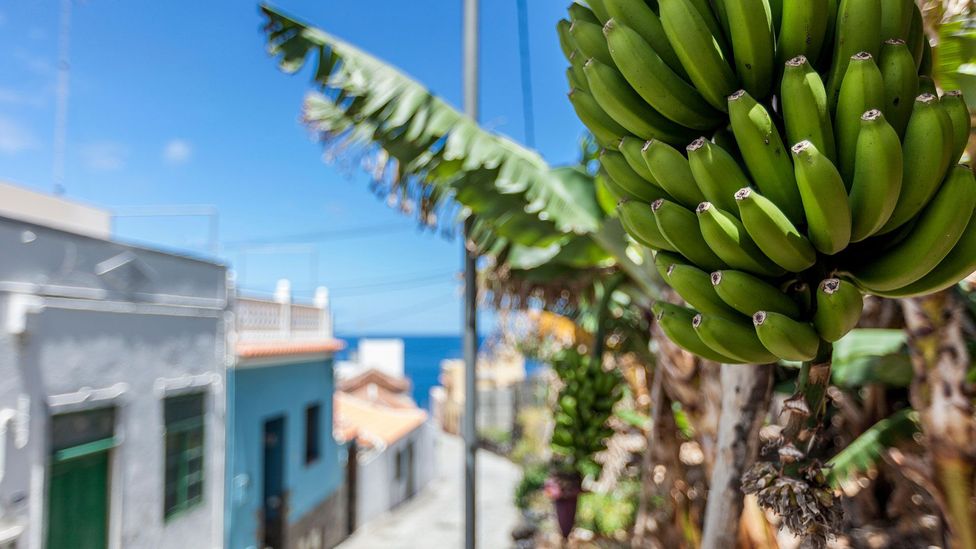 After shipping coal from the UK to the Canary Islands, Jones stocked his ships with bananas to make the return trip more profitable (Credit: Marcel Bakker/Alamy)