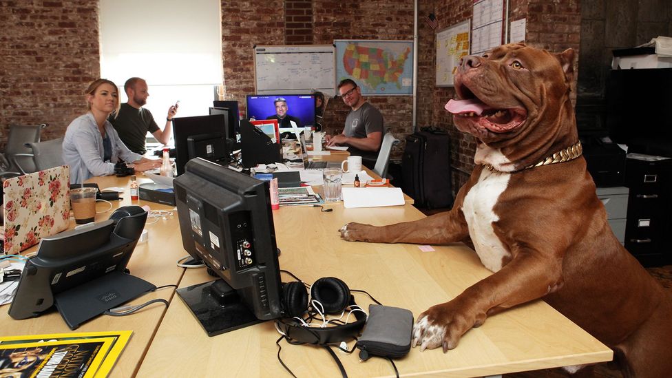 Many companies, especially in the tech industry, have long welcomed animals like dogs and cats into their midst (Credit: Getty Images) Many companies, especially in the tech industry, have long welcomed animals like dogs and cats into their midst (Credit: Getty Images)