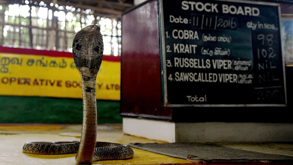 The snake people of southern India BBC Travel