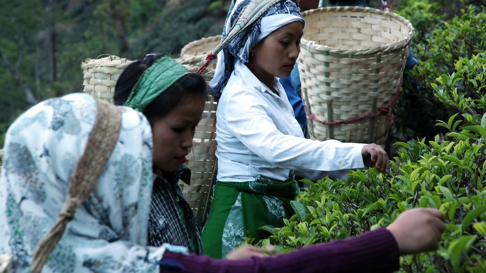 Darjeeling’s tea plantations have led its cash crop to be called the ‘Champagne of teas’ (Credit: Kalpana Prodhan)