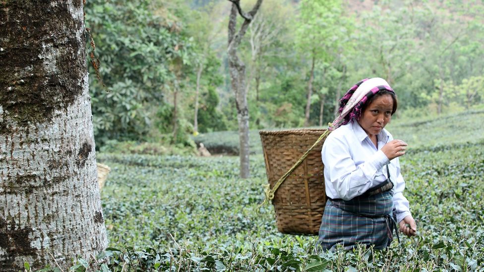 Makaibari is the steepest tea garden in the Darjeeling region (Credit: Kalpana Prodhan)
