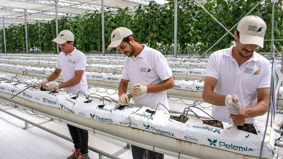 Three workers plant cucumber seedlings in the cooled greenhouse interior (Credit: Amanda Ruggeri) Three workers plant cucumber seedlings in the cooled greenhouse interior (Credit: Amanda Ruggeri)