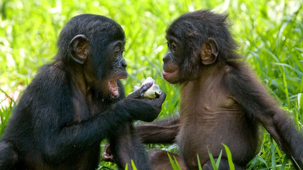 Female bonobos can team up to overcome aggressive males – but are more inclined to be lovers, not fighters (Credit: Getty Images)