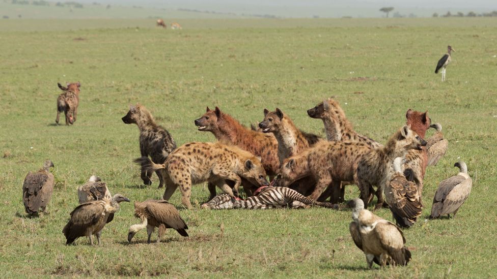 Female hyenas are larger than the males – and direct where the group goes (Credit: Getty Images)