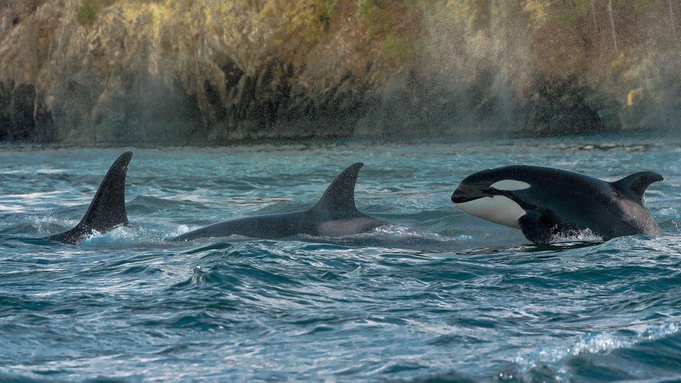 Orcas are just one of a handful of mammal species which show female leadership traits (Credit: Getty Images)