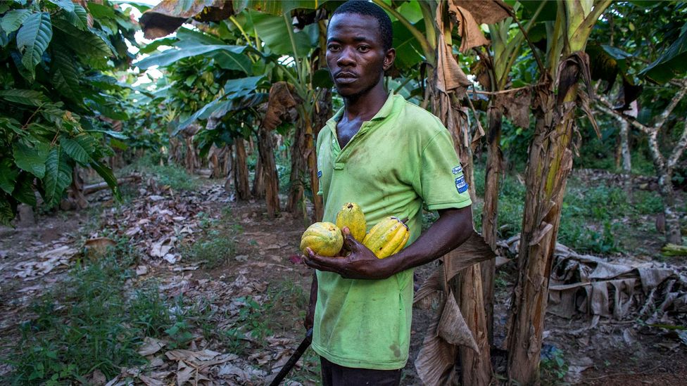 Earlier this year, Ivory Coast announced it will have to take out an entire cocoa plantation of 100,000 hectares contaminated by virus (Credit: Getty Images) Earlier this year, Ivory Coast announced it will have to take out an entire cocoa plantation of 100,000 hectares contaminated by virus (Credit: Getty Images)