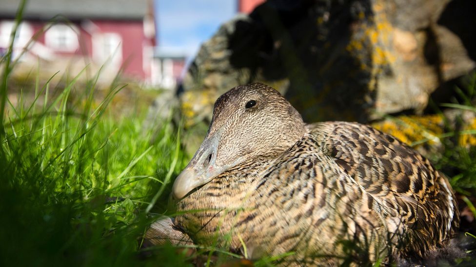 A few Norwegians are keeping the tradition of sustainable eiderdown farming alive (Credit: Nature Picture Library/Alamy)