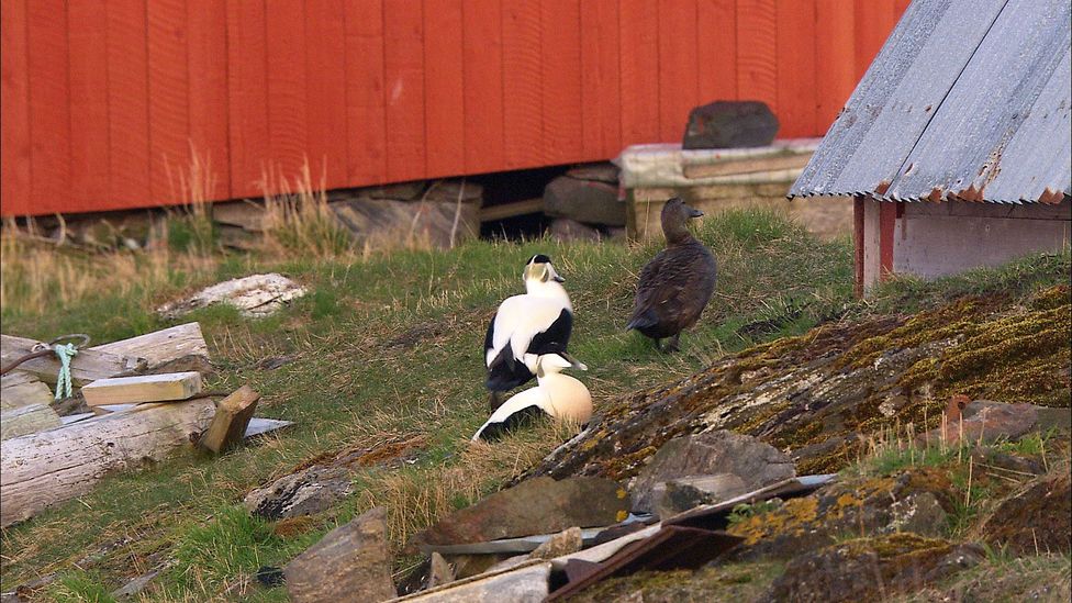 In early May, the eiders come ashore and select their temporary homes (Credit: Arne Naevra and Torgeir Beck Lande)