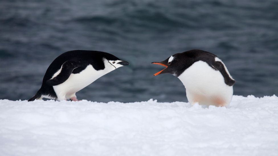 It isn't just the penguins who are territorial in Antarctica (Credit: Getty Images) It isn't just the penguins who are territorial in Antarctica (Credit: Getty Images)