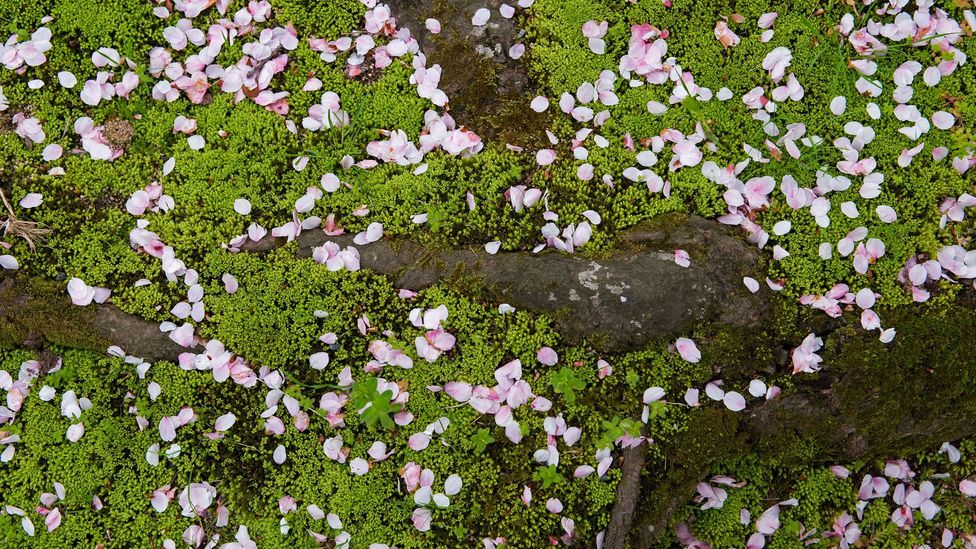 The appreciation of transient beauty is at the heart of some of Japan’s most simple pleasures, such as the annual celebration of cherry blossoms (Credit: Alex Ramsay/Alamy)