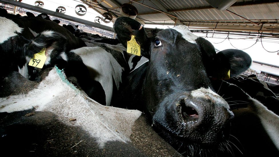 If cattle were their own nation, they'd be the world's third largest emitter of greenhouse gases (Credit: Getty)