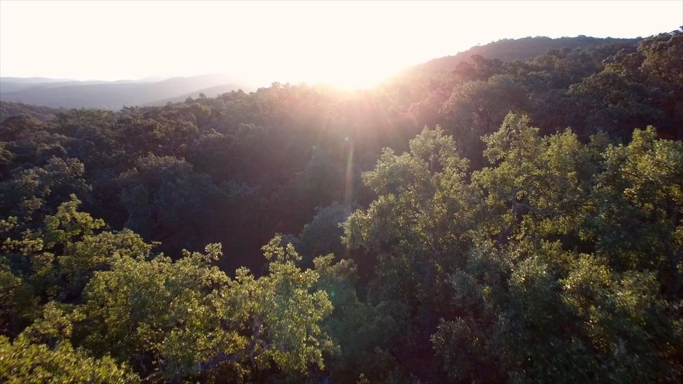 Many of acorn-producing oak trees grow on a savannah-like grassland called a dehesa (Credit: Max Duncan) Many of acorn-producing oak trees grow on a savannah-like grassland called a dehesa (Credit: Max Duncan)