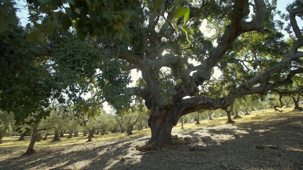 The Sierra de Aracena and Picos de Aroche Natural Park is part of a protected reserve (Credit: Max Duncan) The Sierra de Aracena and Picos de Aroche Natural Park is part of a protected reserve (Credit: Max Duncan)
