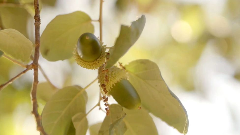 Acorns are high in oleic acid, a fatty acid also found in olives (Credit: Max Duncan) Acorns are high in oleic acid, a fatty acid also found in olives (Credit: Max Duncan)