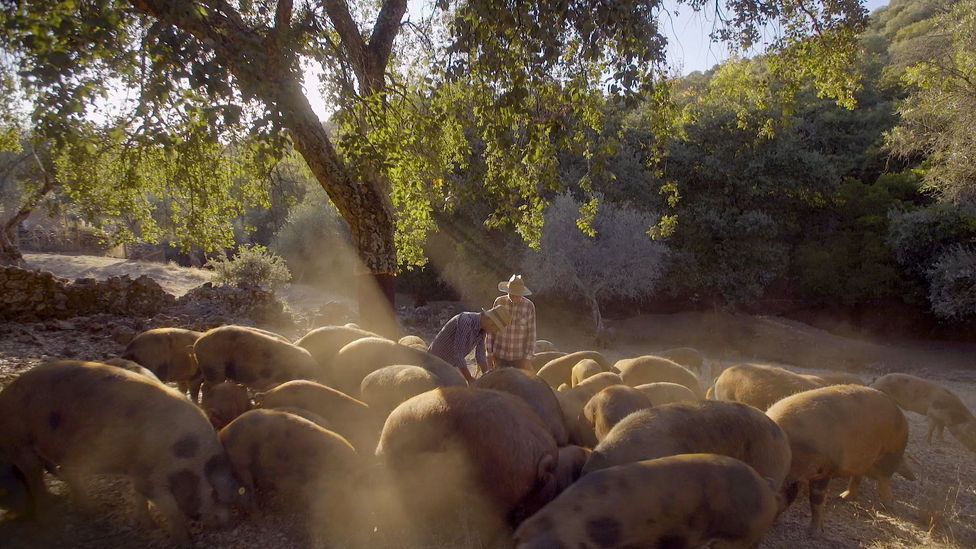The 200 or so pigs at Dehesa Maladúa are a reddish brown with dark spots (Credit: Max Duncan) The 200 or so pigs at Dehesa Maladúa are a reddish brown with dark spots (Credit: Max Duncan)