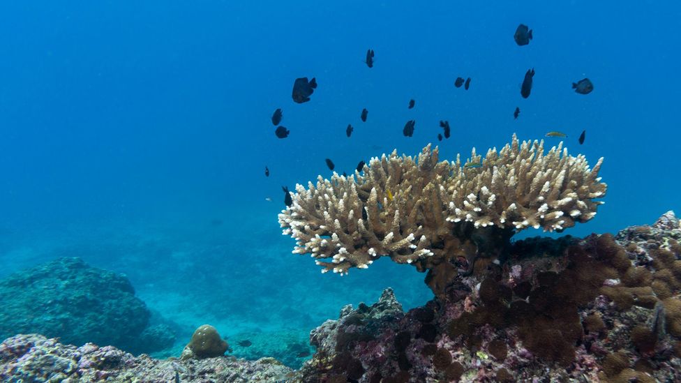 Because most people aren’t that familiar with how coral should normally look, researchers found that an image like this one, of coral bleaching, had less impact… (Credit: Getty)