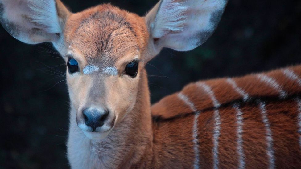 Marwell Zoo near Winchester, England, is using AI to manage the heating system to keep its Nyala antelope warm in the winter (Credit: Getty Images)