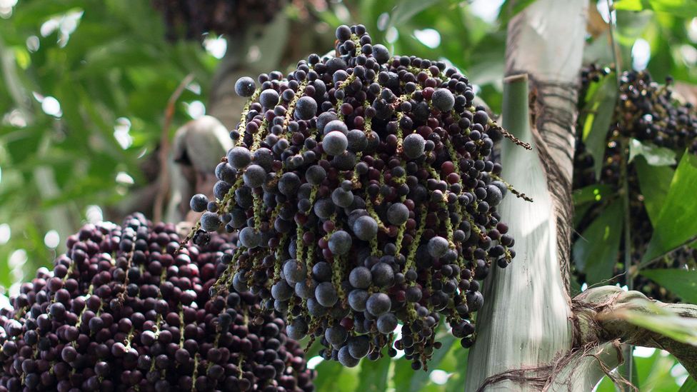 The berry’s name comes from a native Tupi word meaning ‘fruit that cries’, which stems from a local legend about açaí’s origin (Credit: Dmitri Maruta/Alamy)