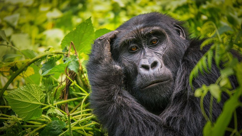 Look into the eys of a gorilla, and you are aware you are being scrutinised by another intellect (Credit: Getty Images)