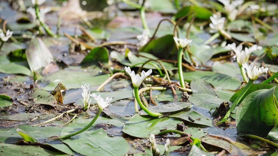Waterblommetjies are water flowers endemic to South Africa’s Western Cape (Credit: Jurie Senekal) Waterblommetjies are water flowers endemic to South Africa’s Western Cape (Credit: Jurie Senekal)