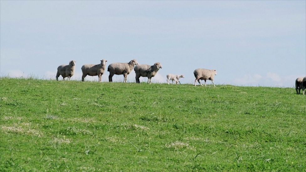 Salt, pepper, onions, lamb or mutton, and waterblommetjies are all that’s required (Credit: Jurie Senekal) Salt, pepper, onions, lamb or mutton, and waterblommetjies are all that’s required (Credit: Jurie Senekal)