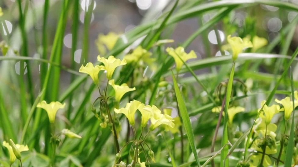 In season, it’s hard to avoid waterblommetjies in the Boland (Credit: Jurie Senekal) In season, it’s hard to avoid waterblommetjies in the Boland (Credit: Jurie Senekal)