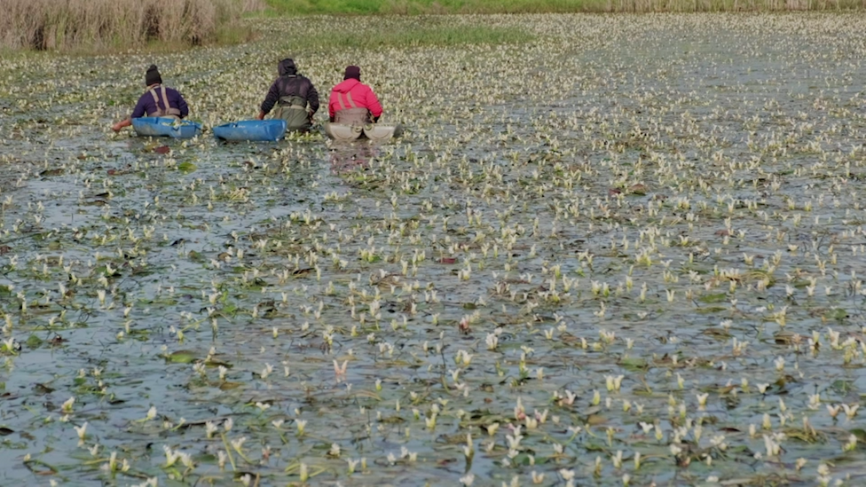 Waterblommetjies conjure a sense of nostalgia for people from the Western Cape (Credit: Jurie Senekal) Waterblommetjies conjure a sense of nostalgia for people from the Western Cape (Credit: Jurie Senekal)