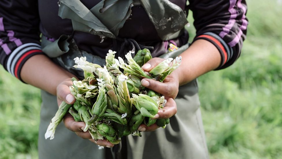 Waterblommetjies are now also farmed commercially – albeit on a small scale (Credit: Jurie Senekal) Waterblommetjies are now also farmed commercially – albeit on a small scale (Credit: Jurie Senekal)
