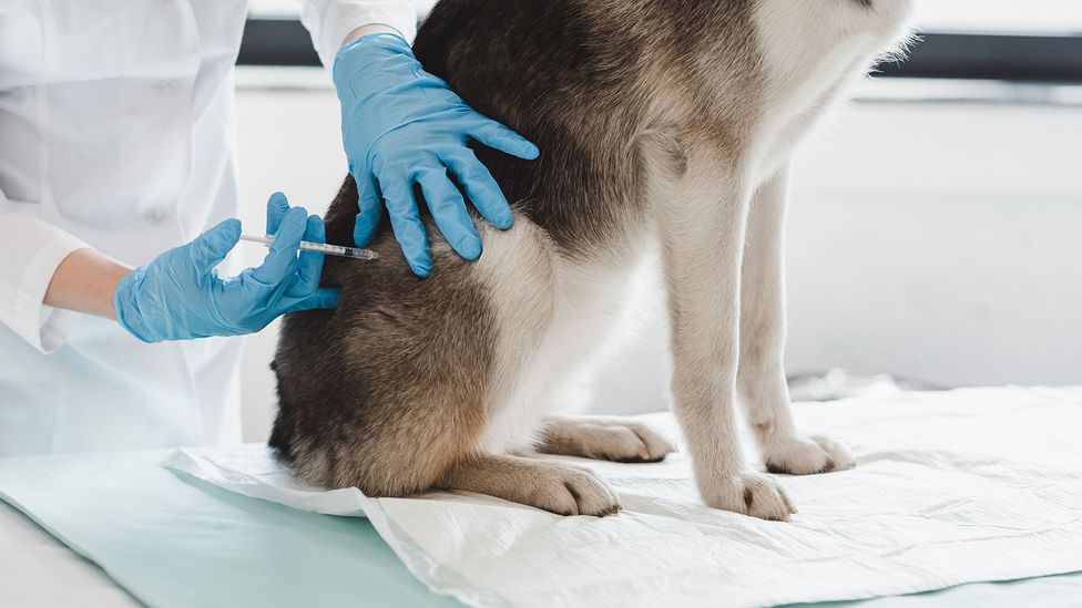 The borough's animal shelter could not keep track of which animals had been vaccinated (Credit: Getty Images) The borough's animal shelter could not keep track of which animals had been vaccinated (Credit: Getty Images)