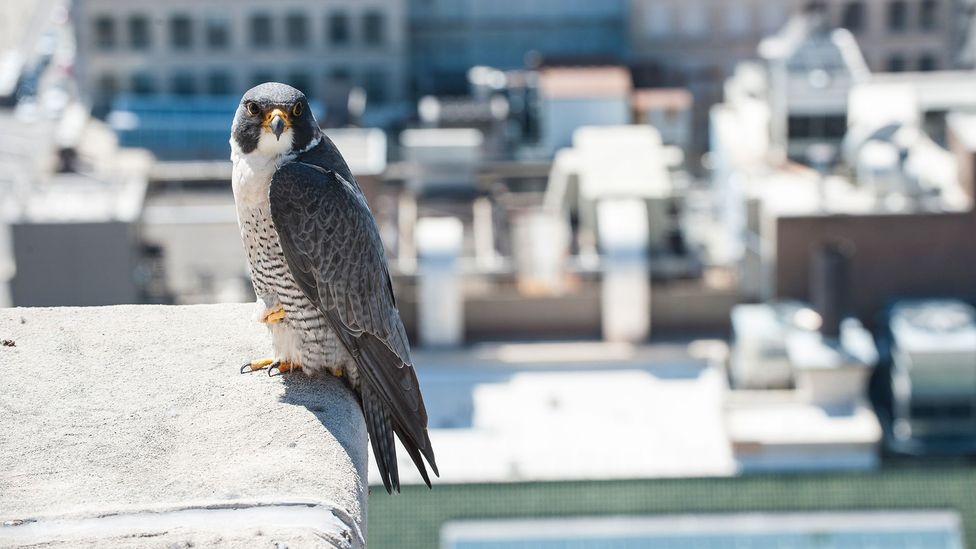 Peregrine falcon on ledge (Credit: Getty Images)