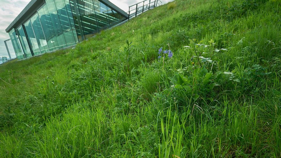 Planting grass and other vegetation on roofs can help form a 'green corridor' linking larger reserves and parks (Credit: Getty Images) Planting grass and other vegetation on roofs can help form a 'green corridor' linking larger reserves and parks (Credit: Getty Images)